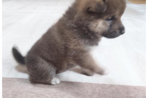販売中の秋田県の柴犬-396400の4枚目